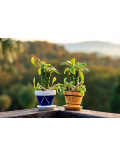 Taller principiantes - “La Pequeña Tamborrada”