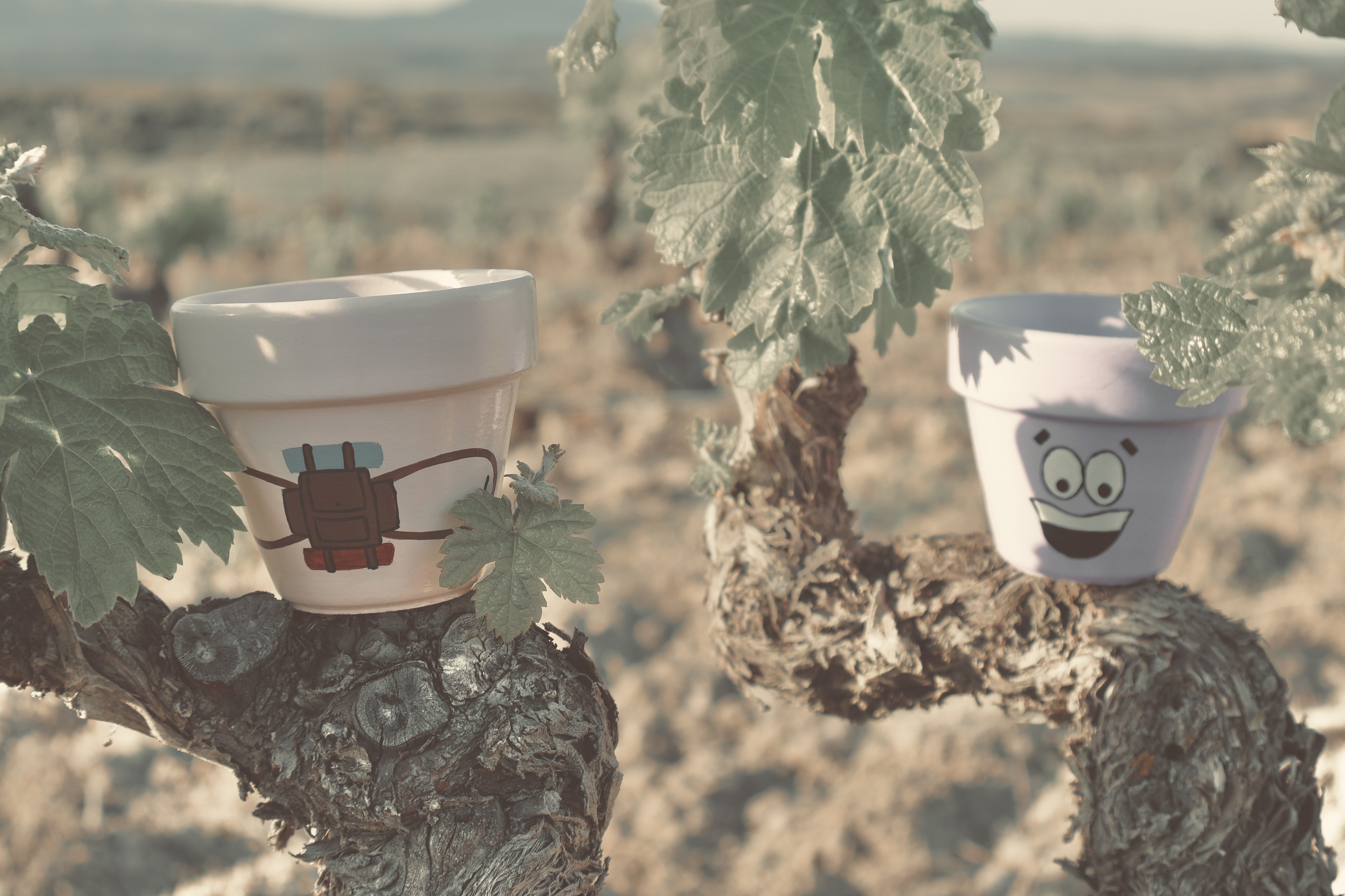 Colecci&oacute;n La Rioja